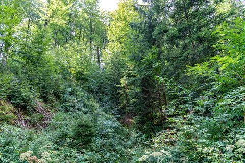 In the middle of the green forest Stock Photos