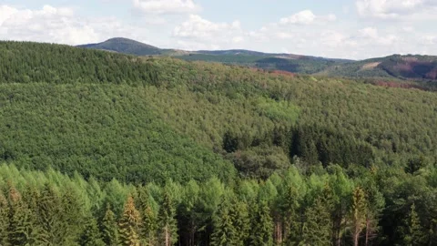 In the middle of a green summer forest Stock-Footage 145794371