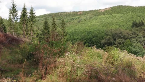 In the middle of a green summer forest Stock Footage 145794471