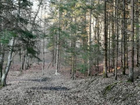 Middle ground= WILD BOARS on trees / wilderness [SERIE # 9/20] Stock Photos