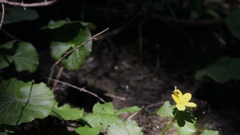 In the middle of a high mountain forest , Alta badia Video stock 77351475