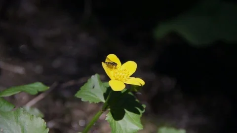 In the middle of a high mountain forest , Alta badia Stock Footage 77351940