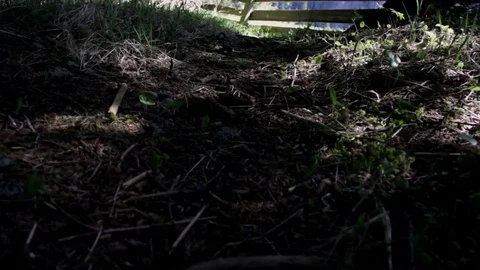In the middle of a high mountain forest , Alta badia Stock Footage 77352062