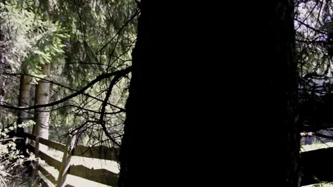 In the middle of a high mountain forest , Alta badia Stock Footage 77352189