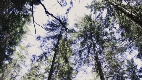 In the middle of a high mountain forest , Alta badia Stock Footage 77352340
