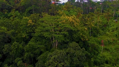 In the middle of the jungle in Bali. 스톡 동영상 125045397