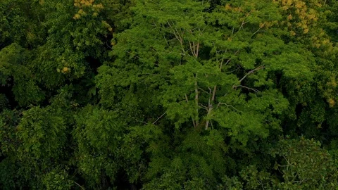 In the middle of the jungle in Bali. 스톡 동영상 125045439