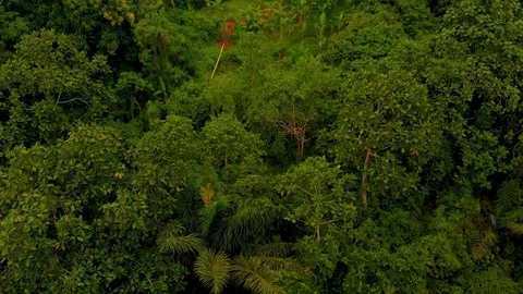 In the middle of the jungle in Bali. 스톡 동영상 125045450