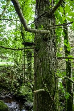 In the middle of a lush forest, there is a tree with a ladder attached to it Stock Photos