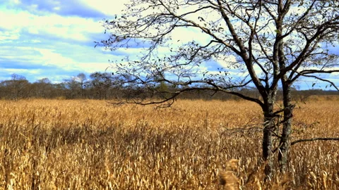 In the middle of Pampas field Stock-Footage 223540174