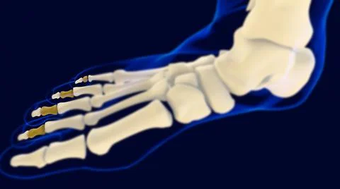 Middle Phalanges foot bones Anatomy for medical concept 3D Illustrazione stock