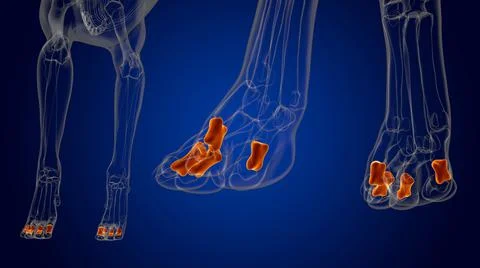 Middle Phalanx Bones Dog skeleton Anatomy For Medical Concept 3D イラスト素材