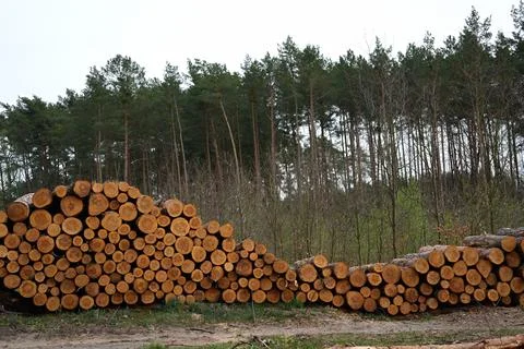 In the middle of a pine forest folded pine tree trunks Stock Photos