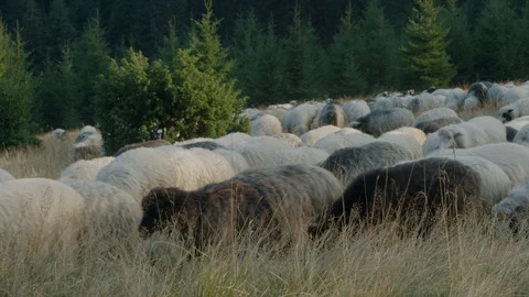 Middle plan of a flock of sheep, mountains, Ukraine Stock Footage 127890019