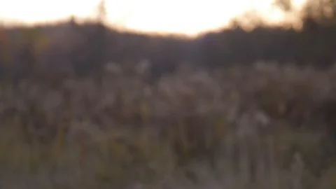 In the middle plan, a guy in the mask of the tiger appears on the right. He Stock-Footage 100067335