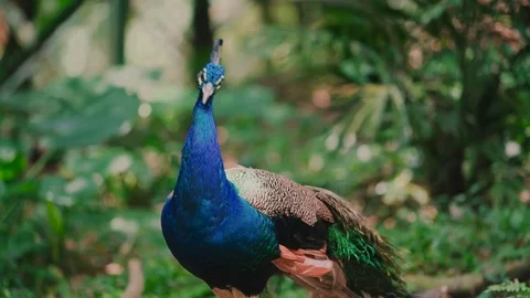 Middle plan of peacock in the forest Stock Footage 116532423