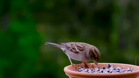 In the middle of the rain a bird enjoys its food Stock Footage 219920106