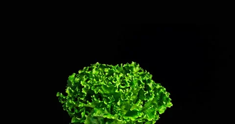 Middle shot with Green Lettuce on the bottom side with little leaf motion and Stock Footage 135895656