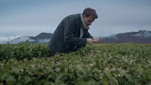 Middle shot of Young tall guy walk on tea plantation and touching the leaves Stock Footage 150689168