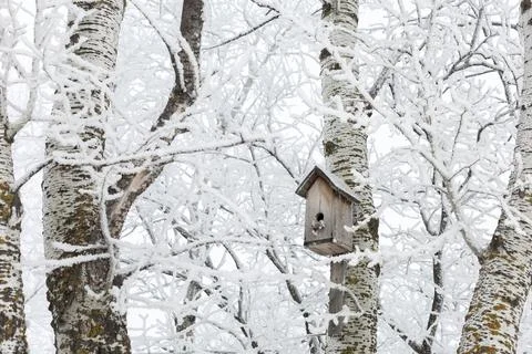 Middle sized bird house attached to tree trunk in forest full of snow covering Stock Photos