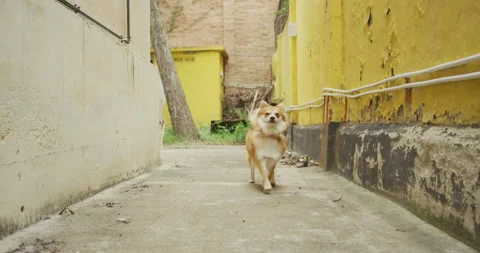 Middle spitz young dog walking in alley Stock Footage 143096093