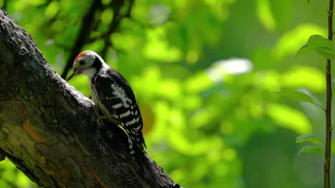 Middle Spotted Woodpecker eats food on tree, male (Leiopicus medius), wild Stock Footage 314215682