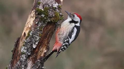 Middle spotted woodpecker Vídeo Stock 60139586
