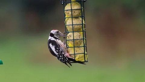 Middle spotted woodpecker Stock Footage 102663437