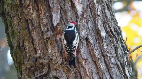 Middle spotted woodpecker Stock Footage 121365477