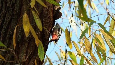 Middle spotted woodpecker Stock Footage 121365578