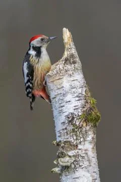 Middle spotted woodpecker Leiopicus medius an Downy birch Betula pubescens with Stock Photos
