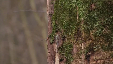 Middle Spotted woodpecker on tree Stock-Footage 72686914