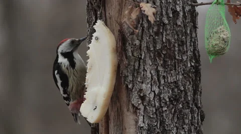 Middle spotted woodpecker while feeding with seeds  Stock Footage 43041292