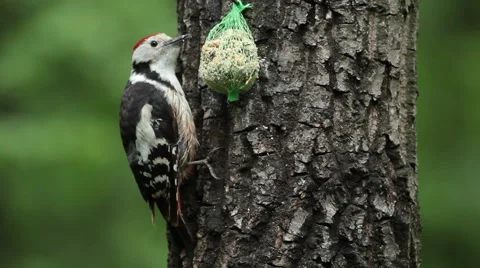 Middle spotted woodpecker while feeding with seeds in the green forest Stock Footage 43041901