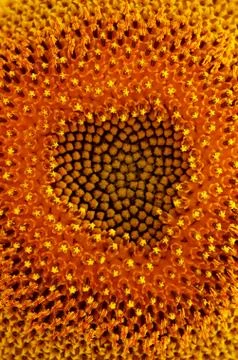 Middle of Sunflower Close-Up Foto stock
