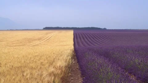 Middle of Two Crops Lavender and Wheat Wide View Yellow and Purple Plants A.. Stock Footage 313452141
