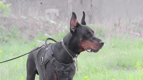 Middle view. The dog barks, guarding the territory. Stock Footage 133101747