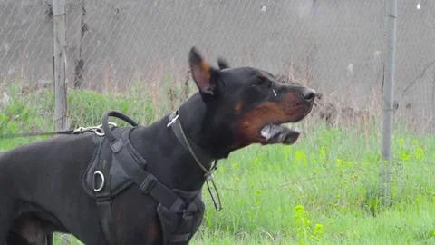 Middle view. The dog barks, guarding the territory. Stock Footage 144770774