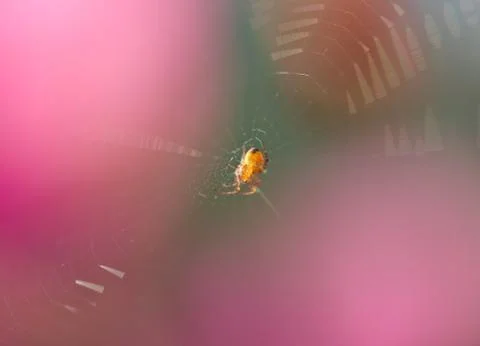 In the middle of a web Stock Photos