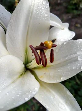 The middle of a white lily Stock Photos