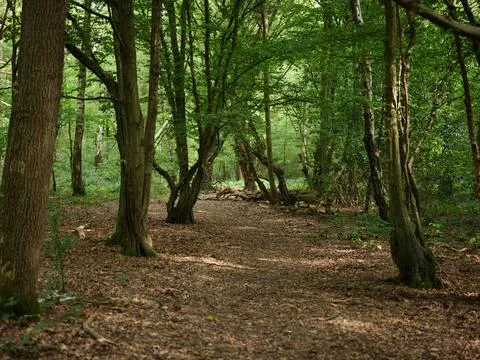 In the middle of the woods Stock Photos