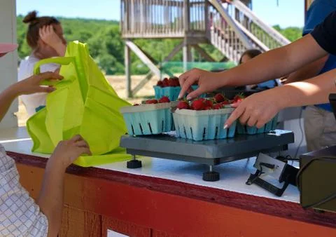 Middlefield, CT USA. Jun 2019. Strawberry boxes getting weighed before purcha Stock Photos