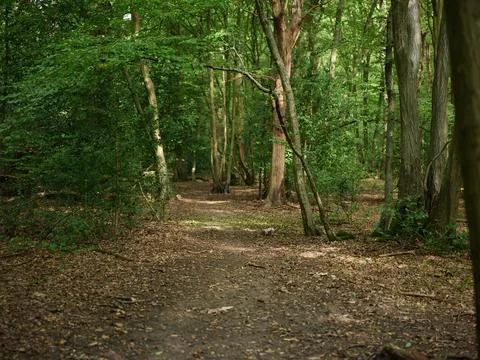 In the middles of the woods, forest. Stock Photos