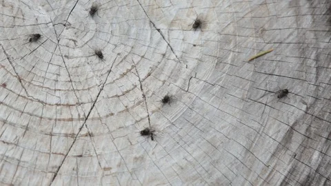 Midge fly to the tree.close up 스톡 동영상 108985441