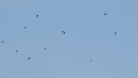 Midge Vídeos de archivo 220000715