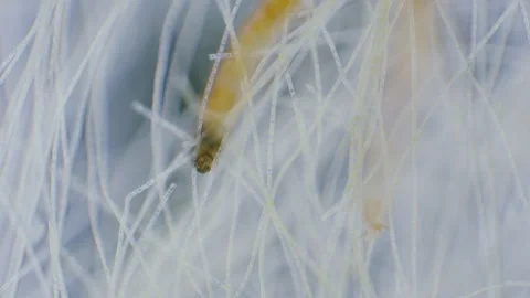 Midge larva Stock Footage 313174033