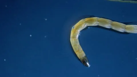 Midge larva Stock Footage 313174605