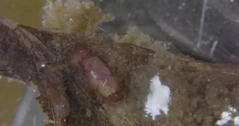 Midge, larval stage feeding on decomposing leaf pond water Stock Footage 199730873
