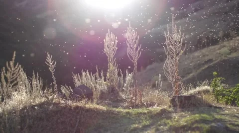 Midge at Sunset in Field Of Grass and in Mountain Stock Footage 55037772
