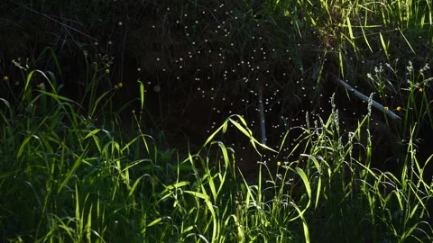 Midge in swamp in Siberia Stock Footage 282102916